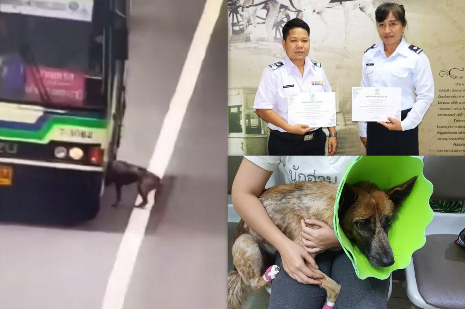 ขสมก.ชื่นชมมอบเงิน 2 พัน พนง.รถเมล์ช่วยสุนัขหลง ล่าสุดอาการปลอดภัย